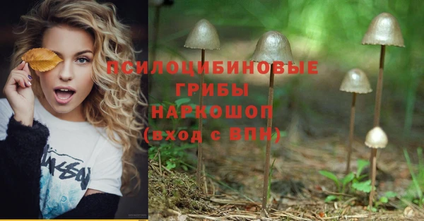 крисы Абаза